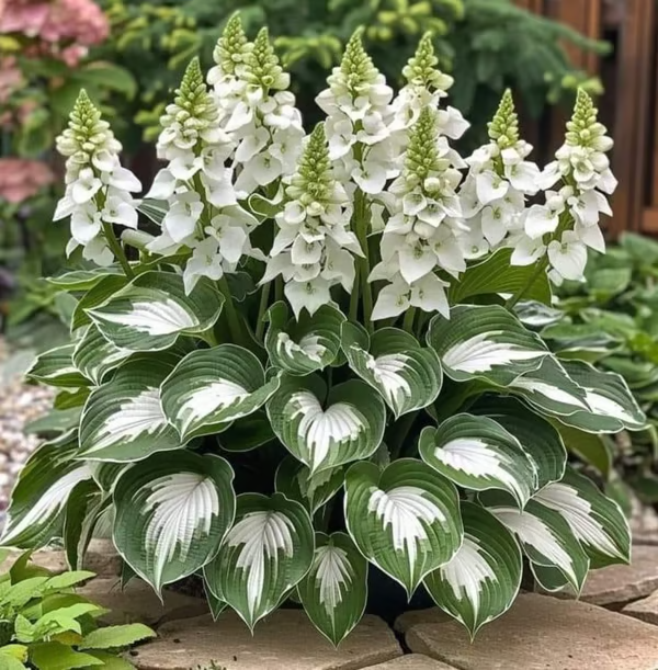 🔥Last day clearance🔥Premium Rare Hosta Seeds🌿Low-Maintenance Shade-Tolerant Plants【98% Germination Rate】