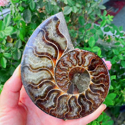 Precious Cambrian ammonite fossil collection specimen