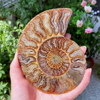 Precious Cambrian ammonite fossil collection specimen