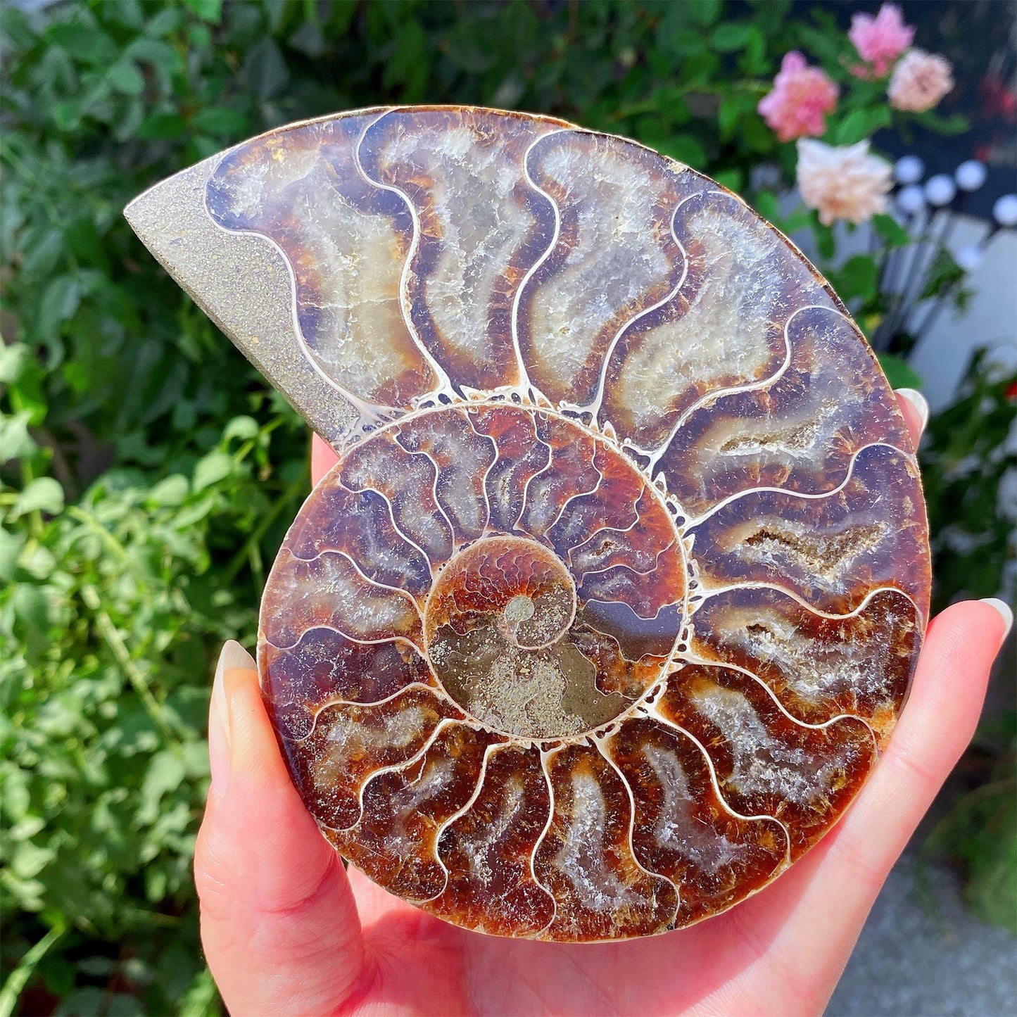 Precious Cambrian ammonite fossil collection specimen