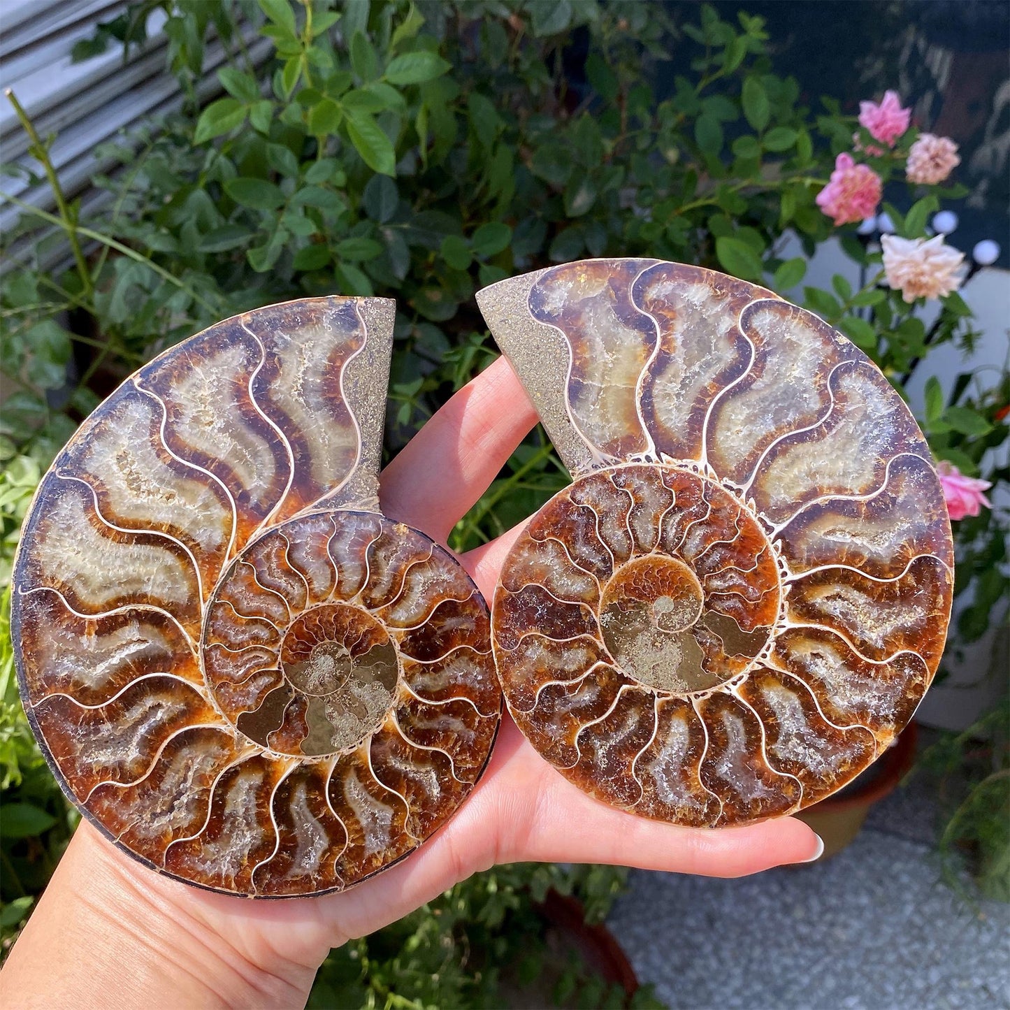 Precious Cambrian ammonite fossil collection specimen