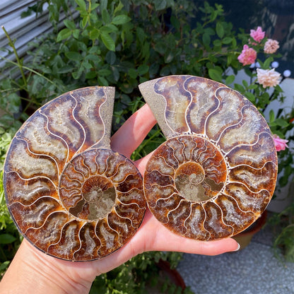Precious Cambrian ammonite fossil collection specimen