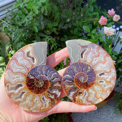 Precious Cambrian ammonite fossil collection specimen