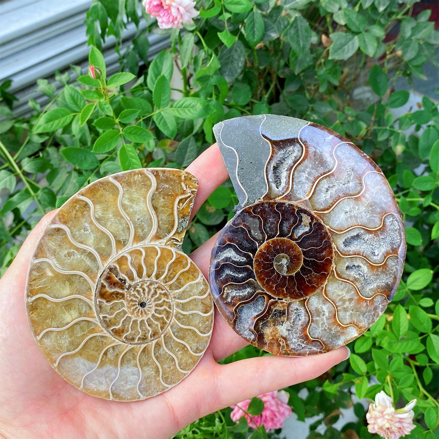 Precious Cambrian ammonite fossil collection specimen