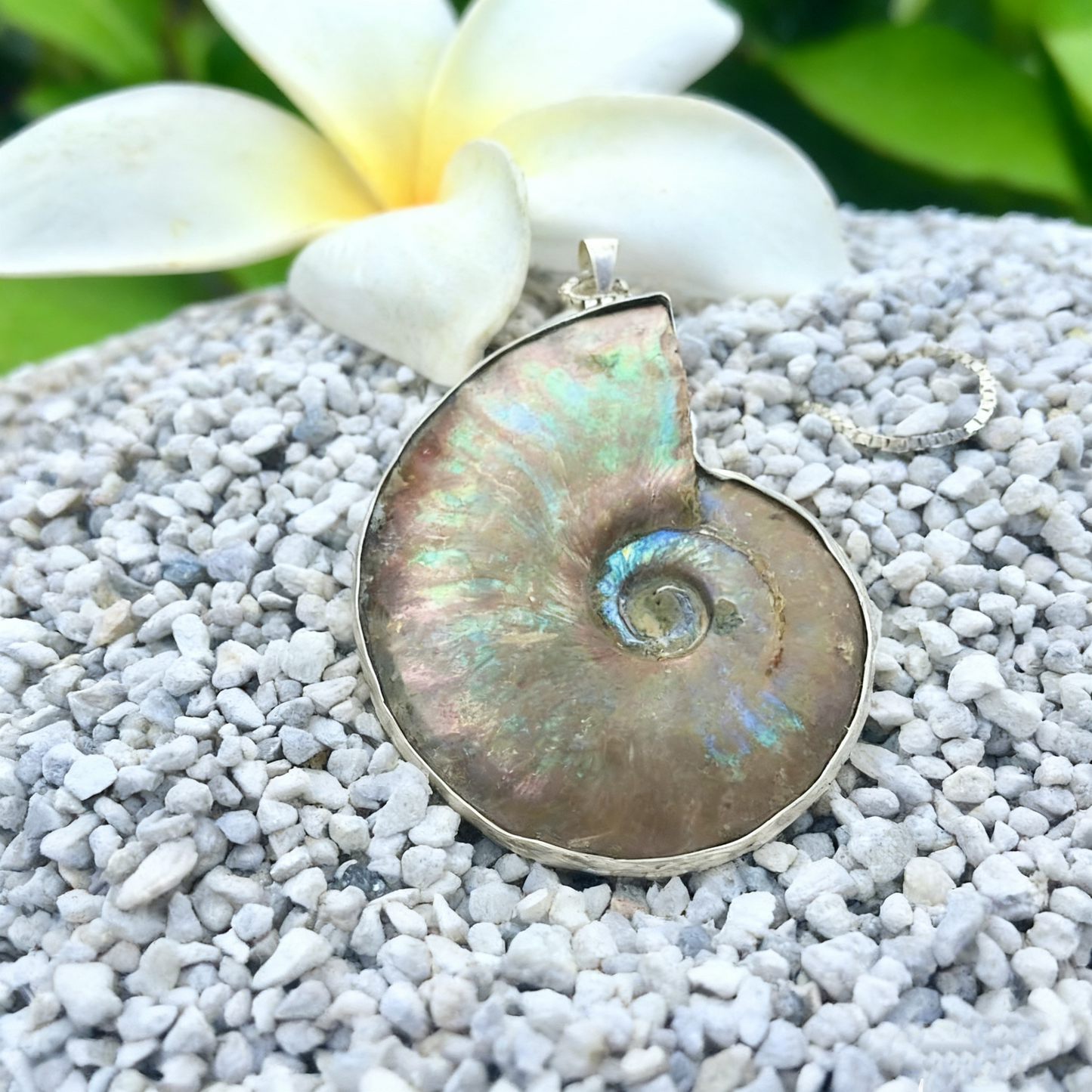 Natural Ammonite Fossil 925 Sterling Silver Pendant – One-of-a-Kind Nautilus Necklace