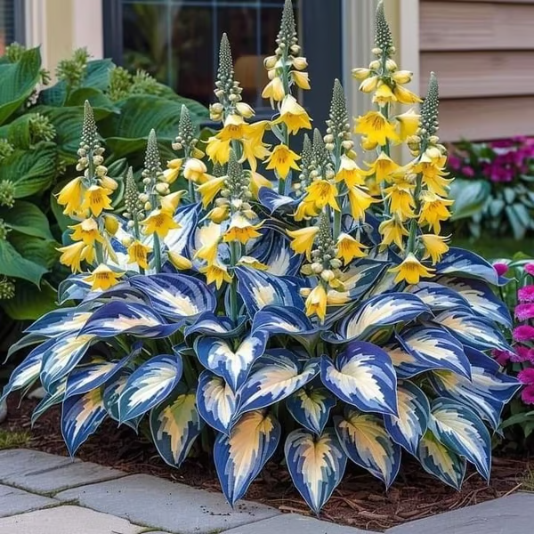 🔥Last day clearance🔥Premium Rare Hosta Seeds🌿Low-Maintenance Shade-Tolerant Plants【98% Germination Rate】