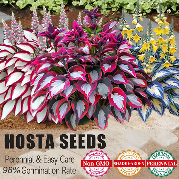 🔥Last day clearance🔥Premium Rare Hosta Seeds🌿Low-Maintenance Shade-Tolerant Plants【98% Germination Rate】