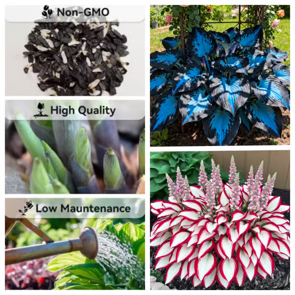 🔥Last day clearance🔥Premium Rare Hosta Seeds🌿Low-Maintenance Shade-Tolerant Plants【98% Germination Rate】