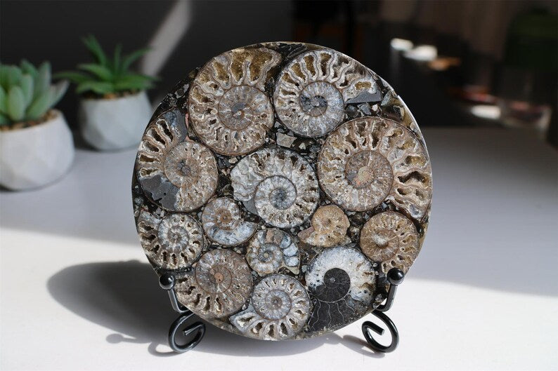 Collection of Precious Jurassic-aged nautilus Fossil Specimens【Free support stand】