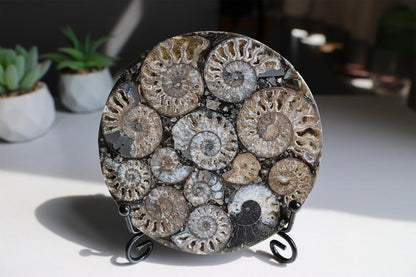 Collection of Precious Jurassic-aged nautilus Fossil Specimens【Free support stand】