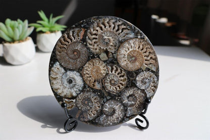 Collection of Precious Jurassic-aged nautilus Fossil Specimens【Free support stand】