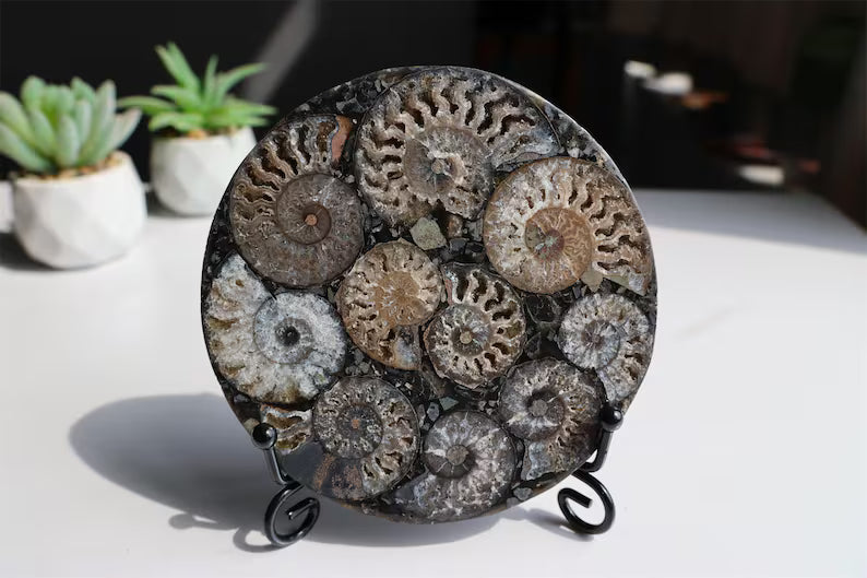 Collection of Precious Jurassic-aged nautilus Fossil Specimens【Free support stand】