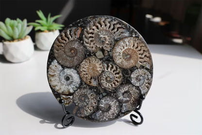 Collection of Precious Jurassic-aged nautilus Fossil Specimens【Free support stand】