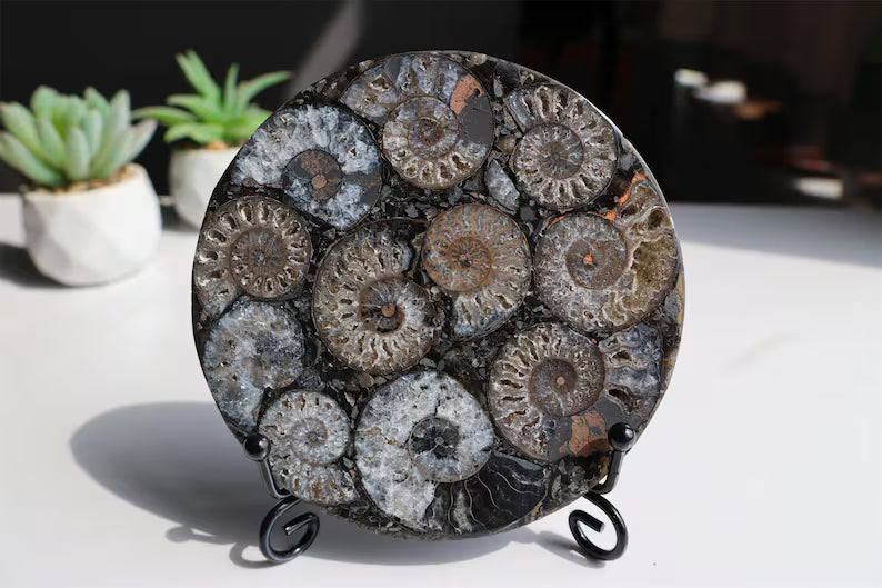 Collection of Precious Jurassic-aged nautilus Fossil Specimens【Free support stand】