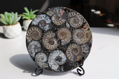 Collection of Precious Jurassic-aged nautilus Fossil Specimens【Free support stand】